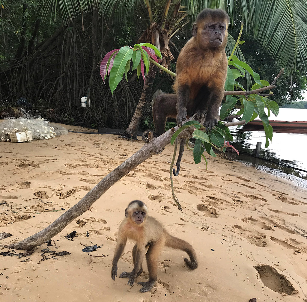 Macacos em Vassouras - Barreirinhas