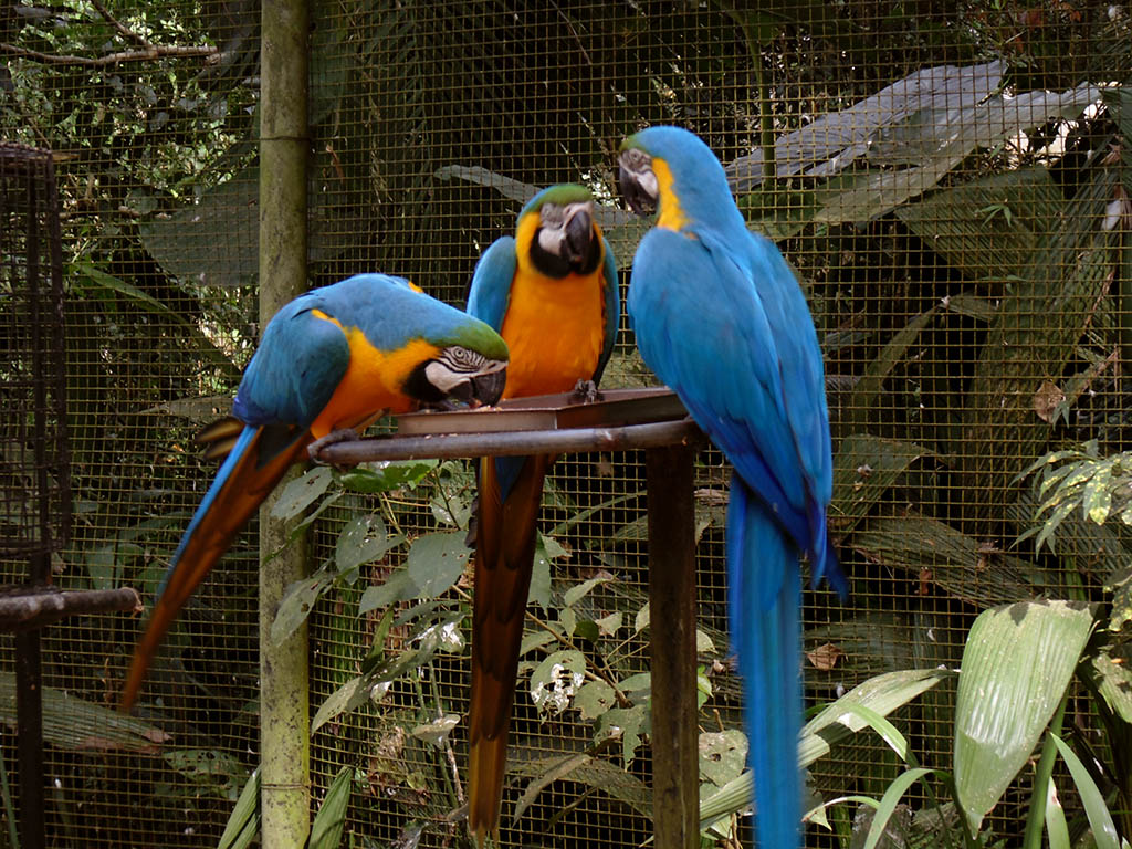 Parque das Aves em Foz do Iguaçu