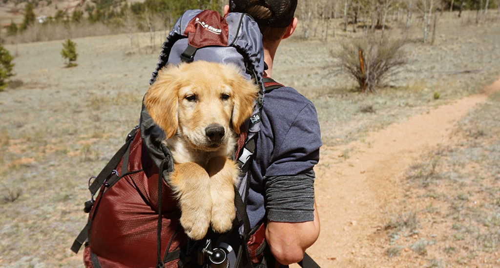 Viajar com animais de estimação