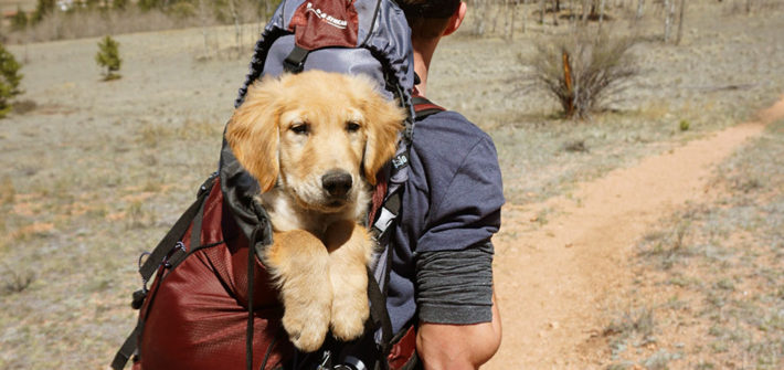 Viajar com animais de estimação