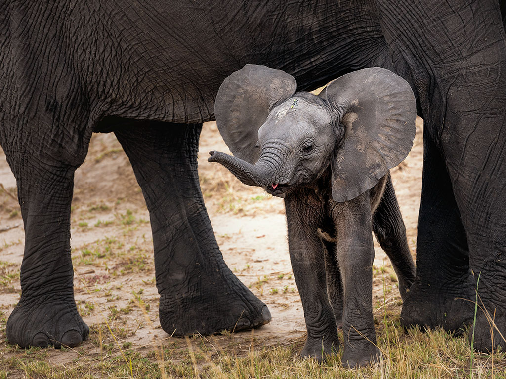 Parque nacional do Serengeti na Tanzânia