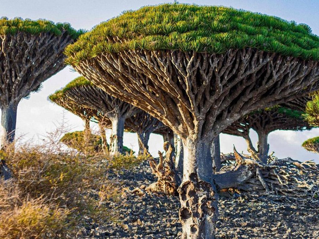 Socotra no Iêmen
